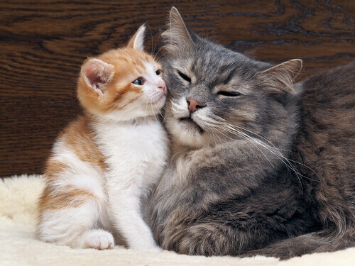 10 demonstrações do amor felino