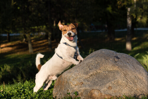 Pancho, o cachorro milionário