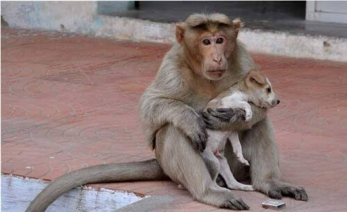 Um macaco adota um cão órfão