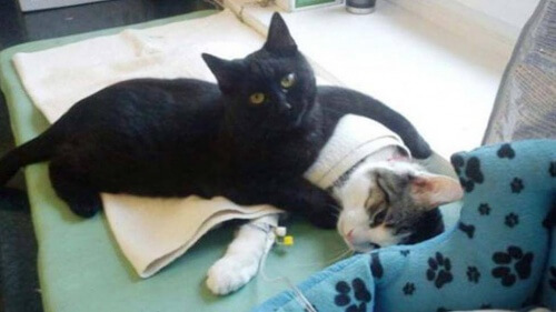 Gato abraçando outro