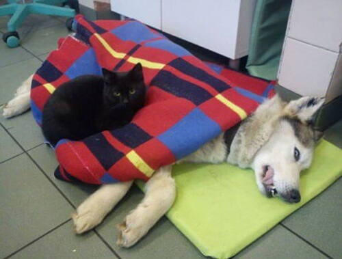 O gato veterinário que cuida de outros gatos
