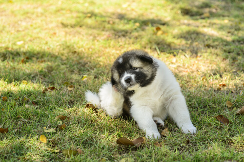pulgas-cão