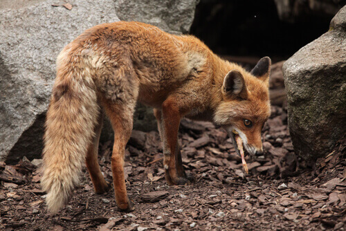 Raposa caída em esgoto é resgatada