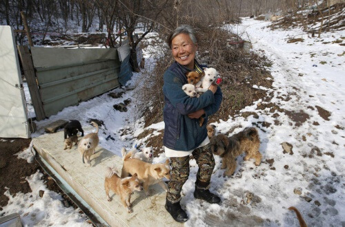 Uma senhora da Coreia do Sul passa mais de 20 anos resgatando cães das ruas e de restaurantes