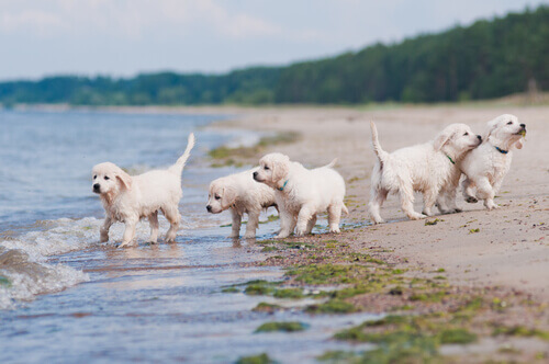 A socialização do filhote é importante?