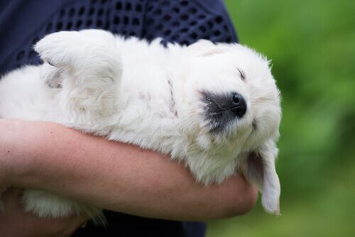 O que significa ter um cão