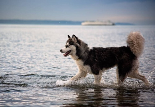 Um cão resgatado salva a sua dona de seu parceiro violento
