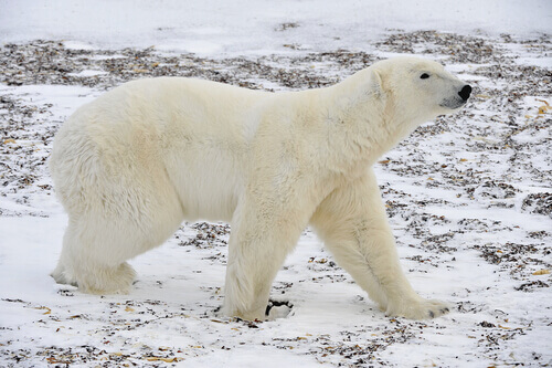 Urso polar