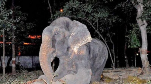 Raju, o elefante que chorou depois de ser resgatado por uma ONG