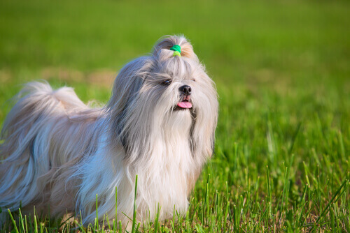 Raças de cães que não soltam pelos