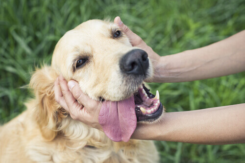 A técnica TTouch para reduzir o estresse em seu animal de estimação