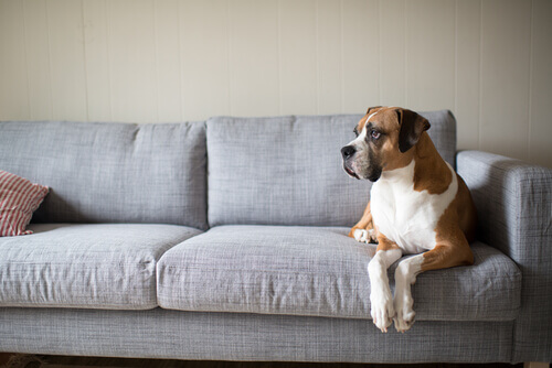 ensinar o cão não subir no sofá