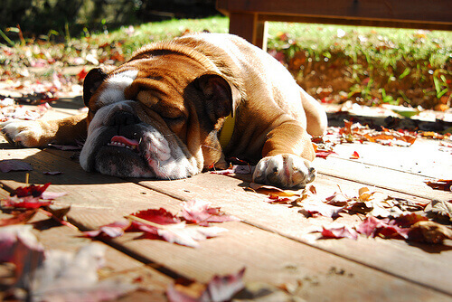 As 10 raças de cães que mais dormem
