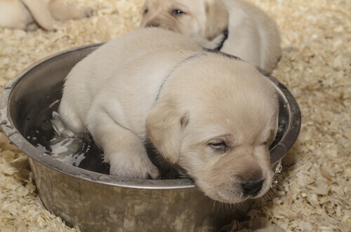 Uma nova vida para dois cães abandonados em contêineres de lixo