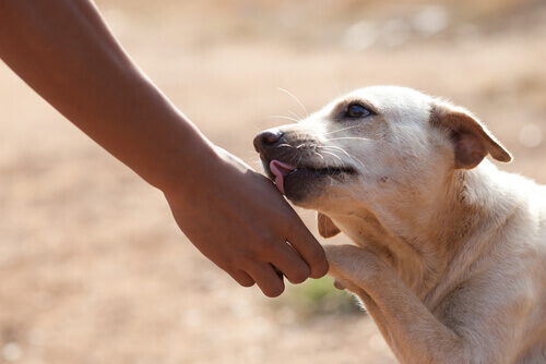 Os cães poderiam ser a chave para a cura do câncer