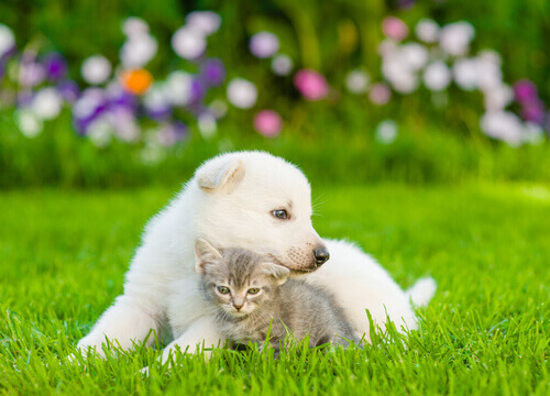 Os cães sentem 5 vezes mais amor por seus donos que os gatos