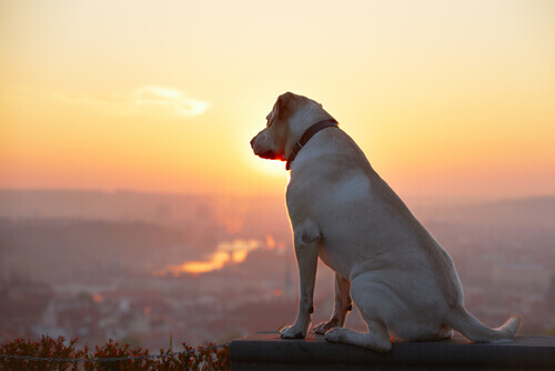 Os cães vêm das estrelas