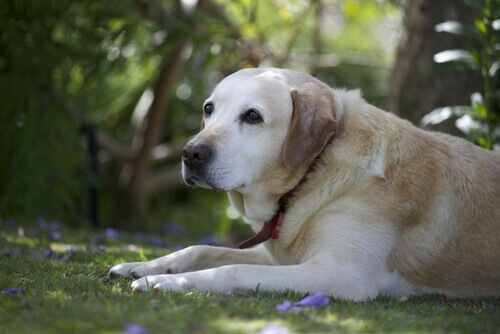 Denunciado por arrastar um cachorro amarrado ao para-lama