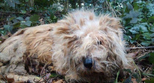 Encontraram um cão com todos os ossos quebrados na Inglaterra