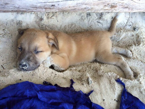 Uma turista alemã adota um cão de rua nas Filipinas