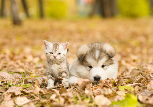 O que fazer para que o seu cão brinque normalmente com o seu gato
