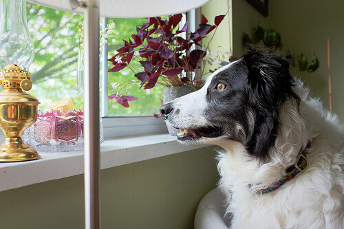 Situações que geram confusão no seu cachorro