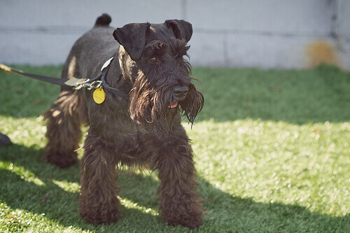 As dez características da raça Schnauzer