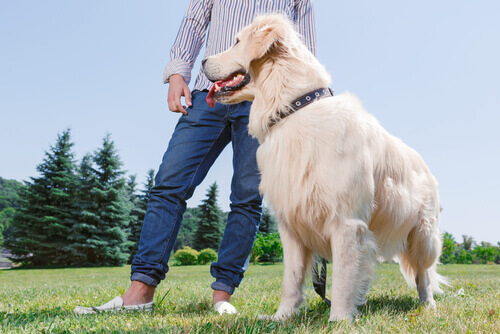 Um cão te ajuda a cuidar do coração