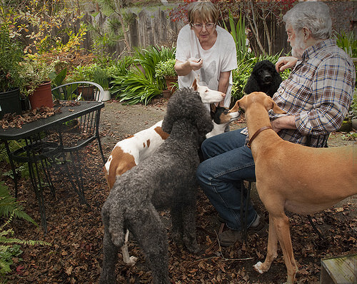 As 10 formas que nossos cães demonstram seu amor