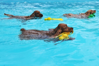 Saiba por que seu cão deve nadar