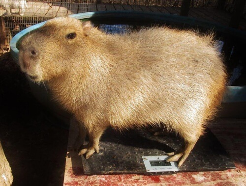 Capivara