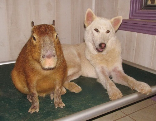 Filhotes órfãos e uma incrível mãe adotiva