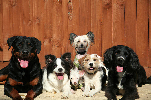 Como evitar as manias dos cães