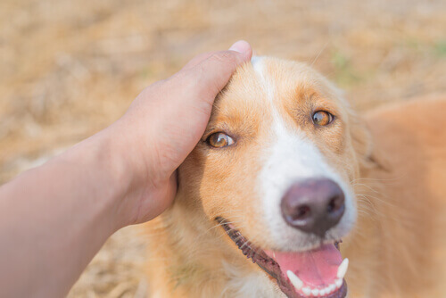 Um aplicativo japonês revela como o seu cão se sente