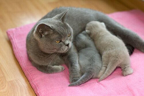 Como é o comportamento reprodutivo do gato