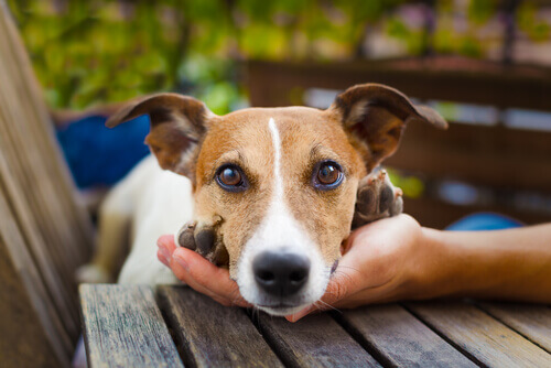 Conselhos para que os seus vizinhos não odeiem o seu cão