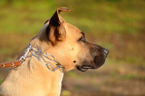 Não ao maltrato! Os donos de cães acorrentados devem ser punidos por lei