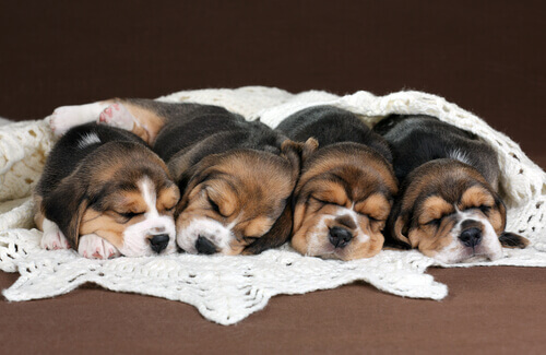 Nascem os primeiros cães por fecundação in vitro