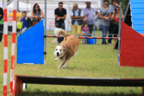Cão fazendo agility