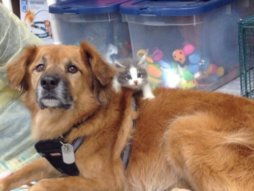 Cão que sobreviveu ao Katrina ajuda gatos desprotegidos