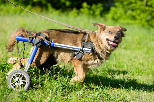 Cachorro com cadeira de rodas