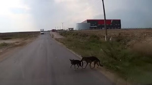 Um cão salva seu amigo de um atropelamento