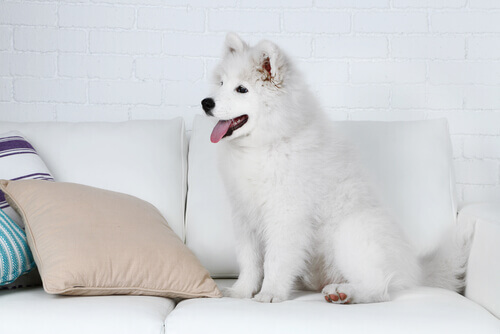 Truques simples para seu cão não subir no sofá
