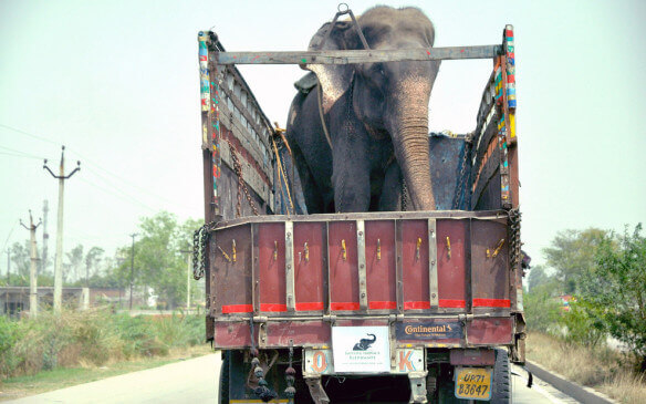 Elefanta resgatada