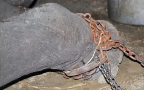 Elefante com correntes