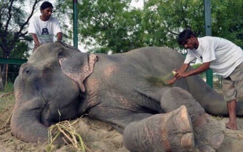 Duas elefantas que estavam presas por meio século presas em um circo são resgatadas