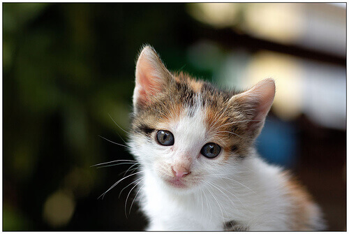 Gatinho usado como brinquedo para cães é resgatado