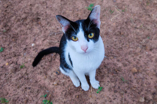 Uma família alemã encontra seu gato perdido há 7 anos durante o Natal