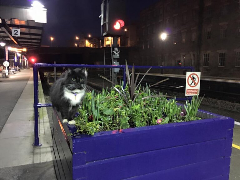 Gato na estação