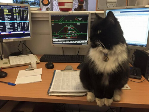 Félix, o gato que trabalha em uma estação de trem